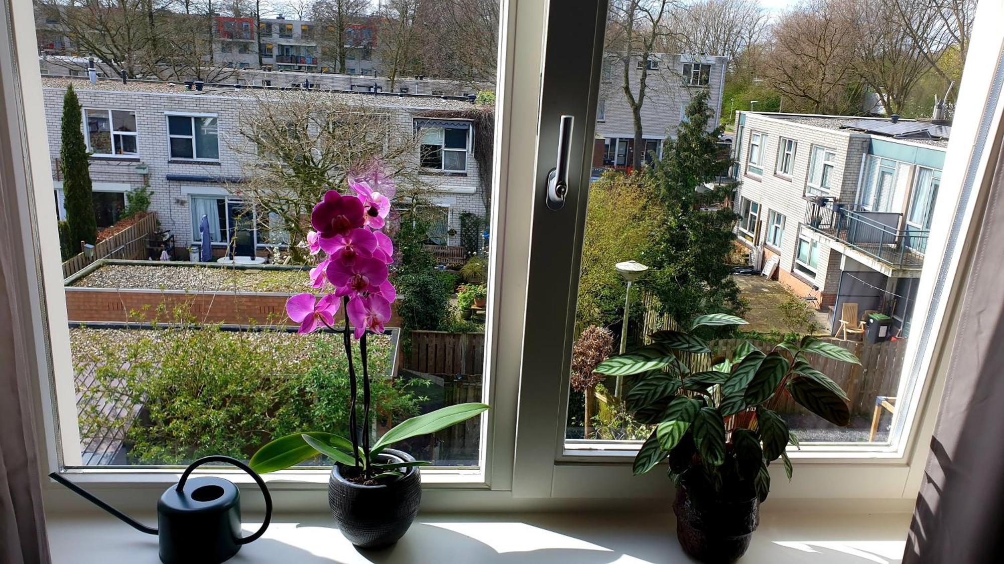 Amor Guesthouse Amsterdam Zewnętrze zdjęcie